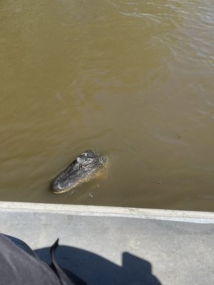 Gators and Ghosts: New Orleans Tours by null