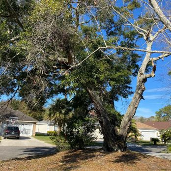 Russell Tree Care - Tree Services Near Me - Jacksonville, Florida Russell Tree Care - Tree Services Near Me - Jacksonville, Florida