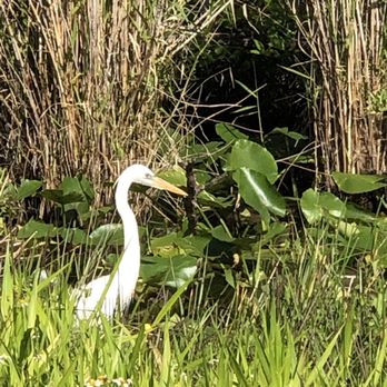 Anhinga Trail - Hiking Near Me - Homestead, Florida Anhinga Trail - Hiking Near Me - Homestead, Florida