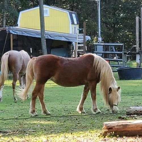 Herbs for Horses and Anything Smaller Image