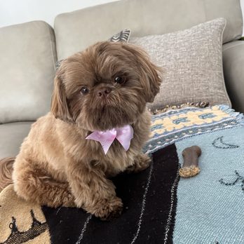Pet Stop Grooming - After - Pet Groomers Near Me - Garden Grove, California