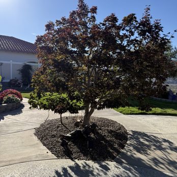 Pachecos tree service - Japanese Maple - Tree Services Near Me