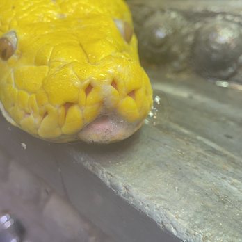 East Bay Vivarium - snake is sick - Reptile Shops Near Me - Berkeley, California
