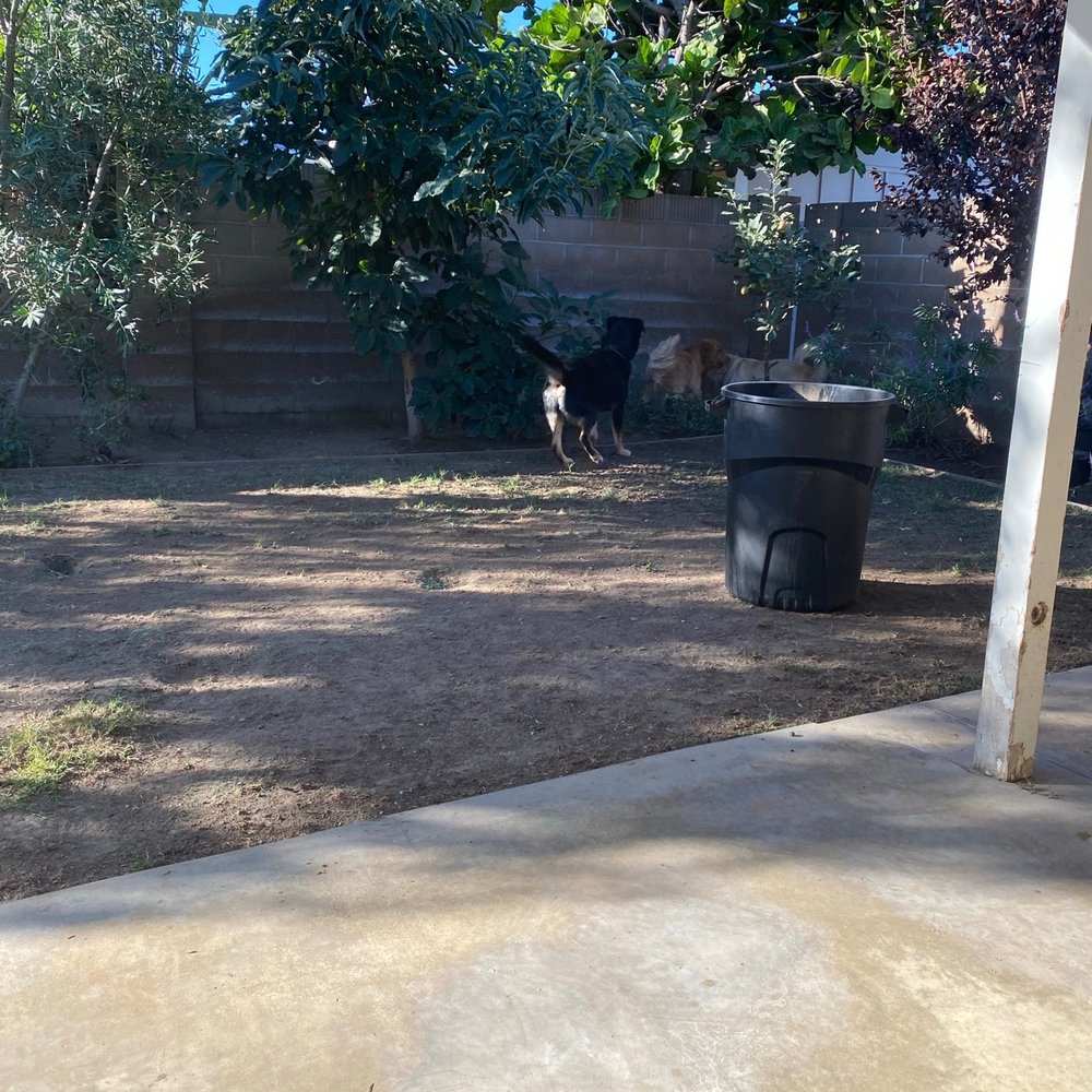 Vision Turf & Pavers - Before. - Artificial Turf Near Me - Orange, California Vision Turf & Pavers - Before. - Artificial Turf Near Me - Orange, California