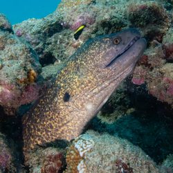 Eel