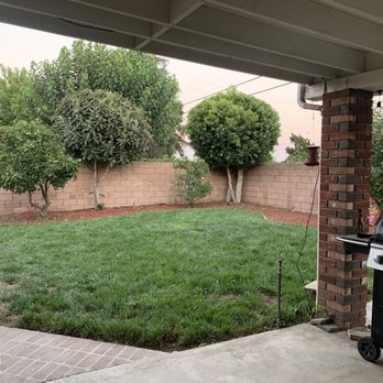 MTC Tree Care - After- no life vines and look at nicely trimmed trees! - Tree Services Near Me - Riverside, California