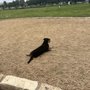 Photo of Willow Bend Dog Park