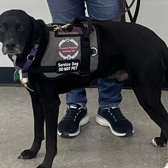 Pawsitive Principles Academy - Pet Training Near Me - De Soto, Missouri Pawsitive Principles Academy - Pet Training Near Me - De Soto, Missouri