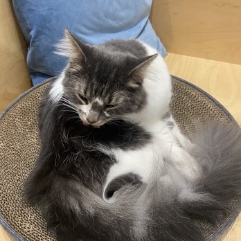 Cat Cafe MOFF Pearlridge Center - Themed Cafes Near Me - Aiea, Hawaii Cat Cafe MOFF Pearlridge Center - Themed Cafes Near Me - Aiea, Hawaii