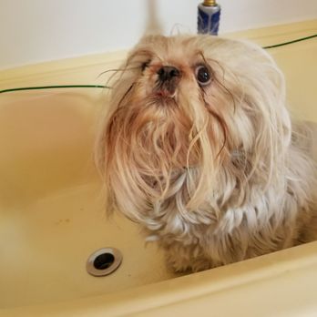 Total Make Over - Before - Pet Groomers Near Me Total Make Over - Before - Pet Groomers Near Me