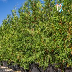 Moon Valley Nurseries - Pine trees