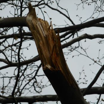 Yard Stick Tree & Site Preservation - Damage Yardstick Preservation Tree Company did to my Sycamore tree with their crane. - Tree Services Near Me Yard Stick Tree & Site Preservation - Damage Yardstick Preservation Tree Company did to my Sycamore tree with their crane. - Tree Services Near Me