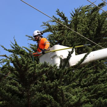 Community Tree Services - Utility Tree Service Santa Clara, CA - Tree Services Near Me - Pajaro, California Community Tree Services - Utility Tree Service Santa Clara, CA - Tree Services Near Me - Pajaro, California