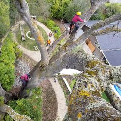 Steve's Professional Tree Care