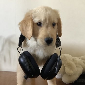 4E Kennels - Rico at 8 weeks. - Pet Breeders Near Me