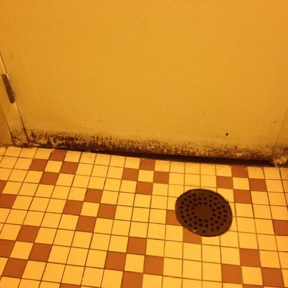 Mike's Cafe - Mold in ladies bathroom - American Near Me - Englewood, Colorado Mike's Cafe - Mold in ladies bathroom - American Near Me - Englewood, Colorado