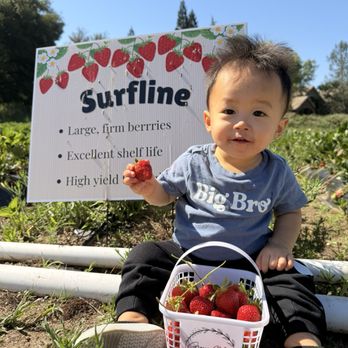 Granny Mays Strawberry Farm - 1 of 6 variations on the farm - Pick Your Own Farms Near Me - Granite Bay, California Granny Mays Strawberry Farm - 1 of 6 variations on the farm - Pick Your Own Farms Near Me - Granite Bay, California