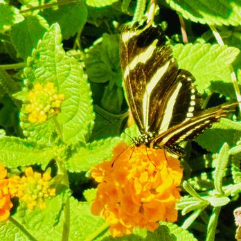 Butterfly Habitat - inside - Botanical Gardens Near Me - Las Vegas, Nevada Butterfly Habitat - inside - Botanical Gardens Near Me - Las Vegas, Nevada