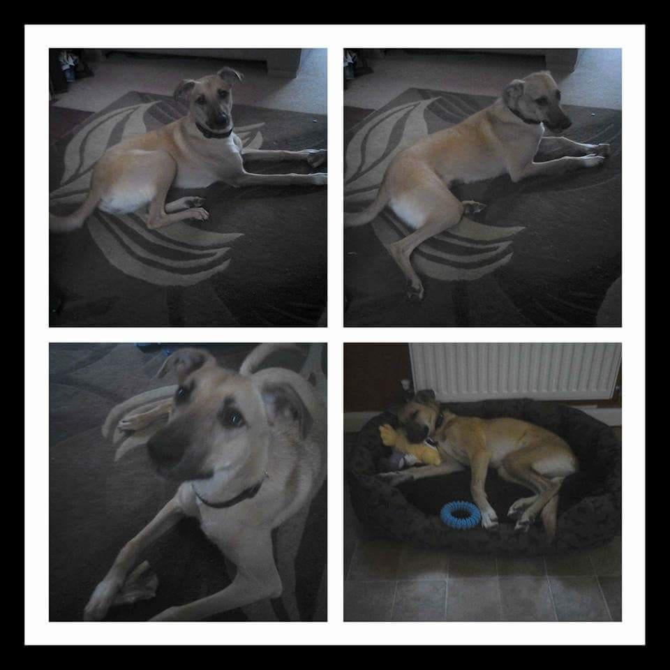 THE DOG HOUSE RESCUE Drybrook, Gloucestershire, United Kingdom Pet