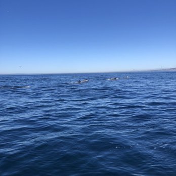 Newport Surfrider - Thousands of dolphins, as far as the eye can see. - Boat Charters Near Me - Newport Beach, California Newport Surfrider - Thousands of dolphins, as far as the eye can see. - Boat Charters Near Me - Newport Beach, California