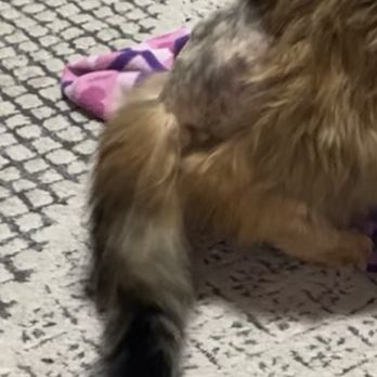 Caldwell Pet Hospital - Her surgery after operation. - Veterinarians Near Me - Visalia, California Caldwell Pet Hospital - Her surgery after operation. - Veterinarians Near Me - Visalia, California