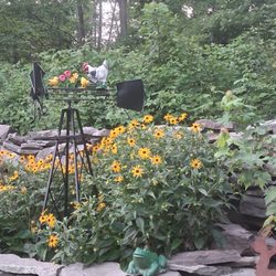 Kettell's Greenhouse - Black eyed Susan,