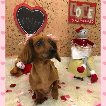 Woof! Here It Is! - Pet Groomers Near Me - Tampa, Florida Woof! Here It Is! - Pet Groomers Near Me - Tampa, Florida