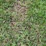 Photo of Lawn Advisor