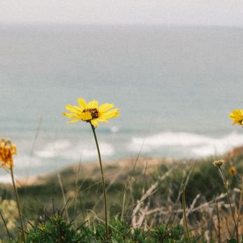 Torrey Pines State Reserve - Parks Near Me - La Jolla, California