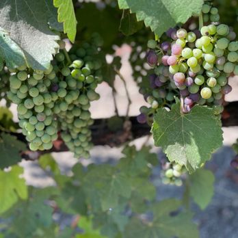 Stolpman Vineyards - Gorgeous grapes on the vine - Wine Tasting Room Near Me - Los Olivos, California Stolpman Vineyards - Gorgeous grapes on the vine - Wine Tasting Room Near Me - Los Olivos, California