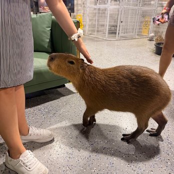 Capybara Cafe - Themed Cafes Near Me - St. Petersburg, Florida Capybara Cafe - Themed Cafes Near Me - St. Petersburg, Florida