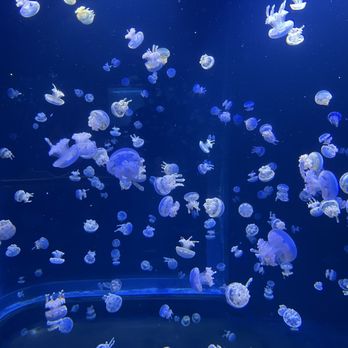 Vancouver Aquarium - Aquariums Near Me - Vancouver, British Columbia Vancouver Aquarium - Aquariums Near Me - Vancouver, British Columbia