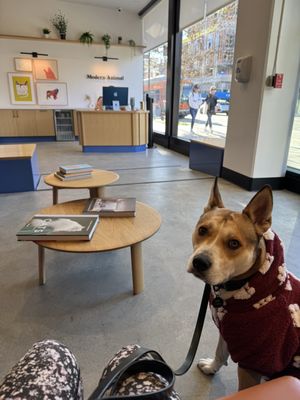 Modern Animal by null