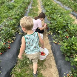Strawberry picking! Strawberry picking!