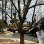 Photo of GreenLeaves Landscaping