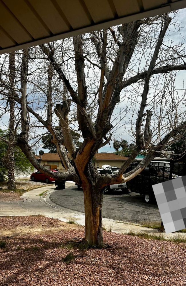 GreenLeaves Landscaping - tree service in Las Vegas, NV