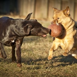 Country Home Kennels - Dogs Playing