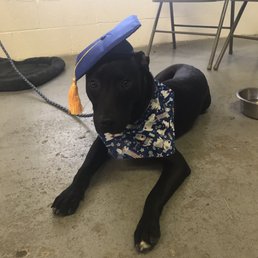 Angus graduating from Basic One at Doggie in the Window
