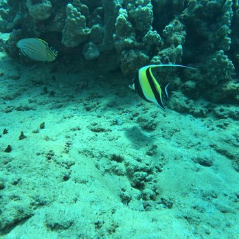 Tiny Bubbles Scuba - Moorish idol - Scuba Diving Near Me - Makawao, Hawaii