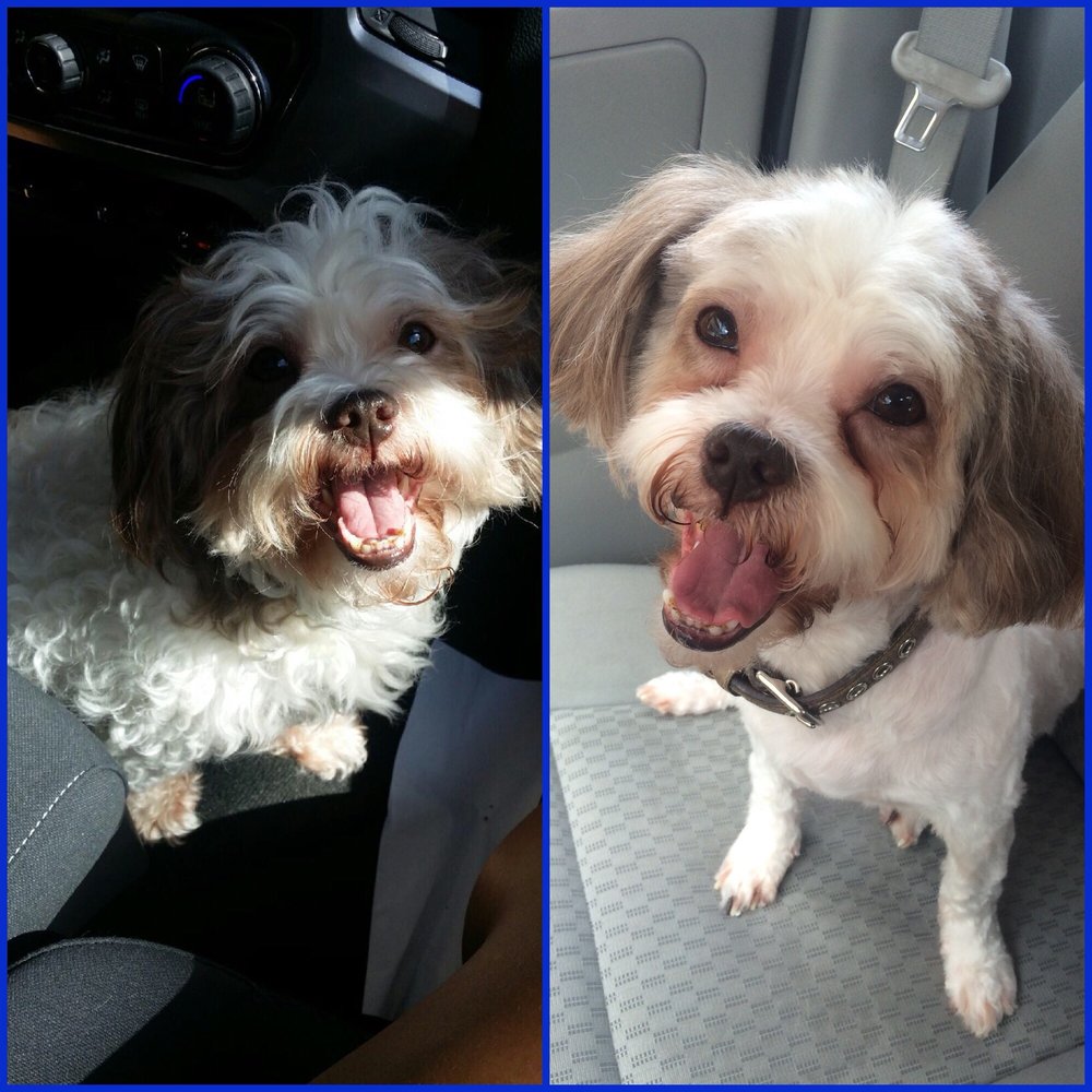 Rocky & Maggie's - My before and after of my baby boy! He's ready for the Houston summer. - Pet Stores Near Me - Houston, Texas Rocky & Maggie's - My before and after of my baby boy! He's ready for the Houston summer. - Pet Stores Near Me - Houston, Texas