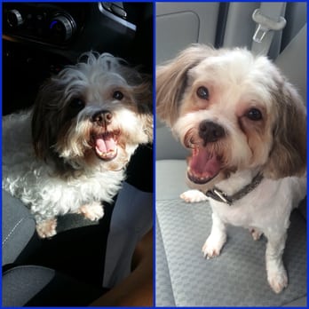 Rocky & Maggie's - My before and after of my baby boy! He's ready for the Houston summer. - Pet Stores Near Me - Houston, Texas Rocky & Maggie's - My before and after of my baby boy! He's ready for the Houston summer. - Pet Stores Near Me - Houston, Texas