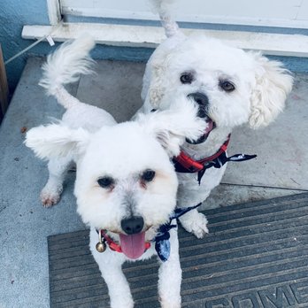 Barks and Bubbles Pet Grooming - Pet Groomers Near Me - La Puente, California