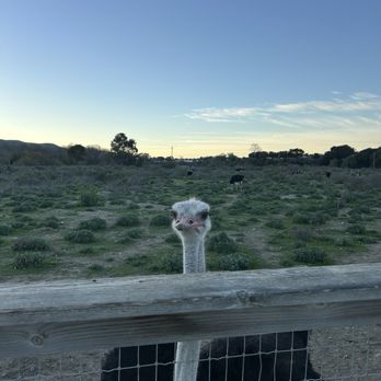 Ostrichland USA - Attraction Farms Near Me - Solvang, California Ostrichland USA - Attraction Farms Near Me - Solvang, California
