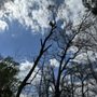 Photo of Wildwood Tree Service