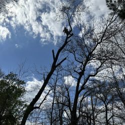 Wildwood Tree Service