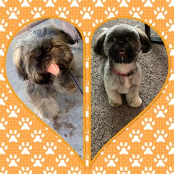 Land of Paws Dog Grooming - Leo before, and After!