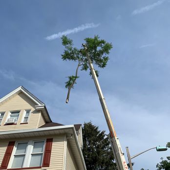 Treeple Tree Services - a man on a ladder trimming a tree - Tree Services Near Me