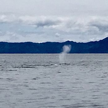Harbor Breeze - Blue whale blowing - Boat Charters Near Me - Long Beach, California Harbor Breeze - Blue whale blowing - Boat Charters Near Me - Long Beach, California