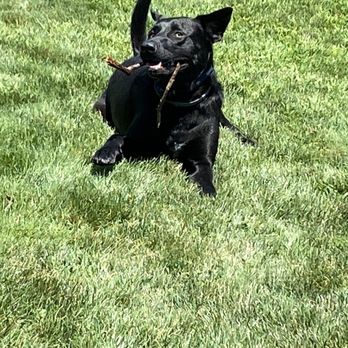 Ruff House Rescue - Fred - Pet Adoption Near Me