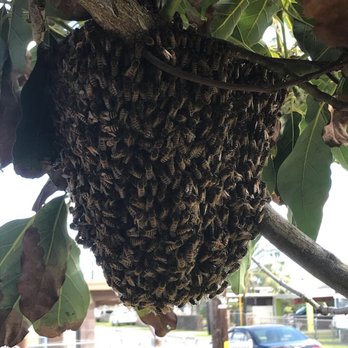 Hawaii bee Hotline - Pest Control Near Me